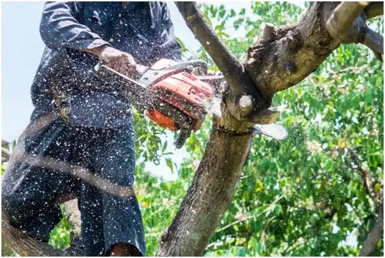 tree services Odem